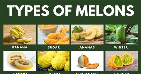 melons tybe|13 Different Types of Melons